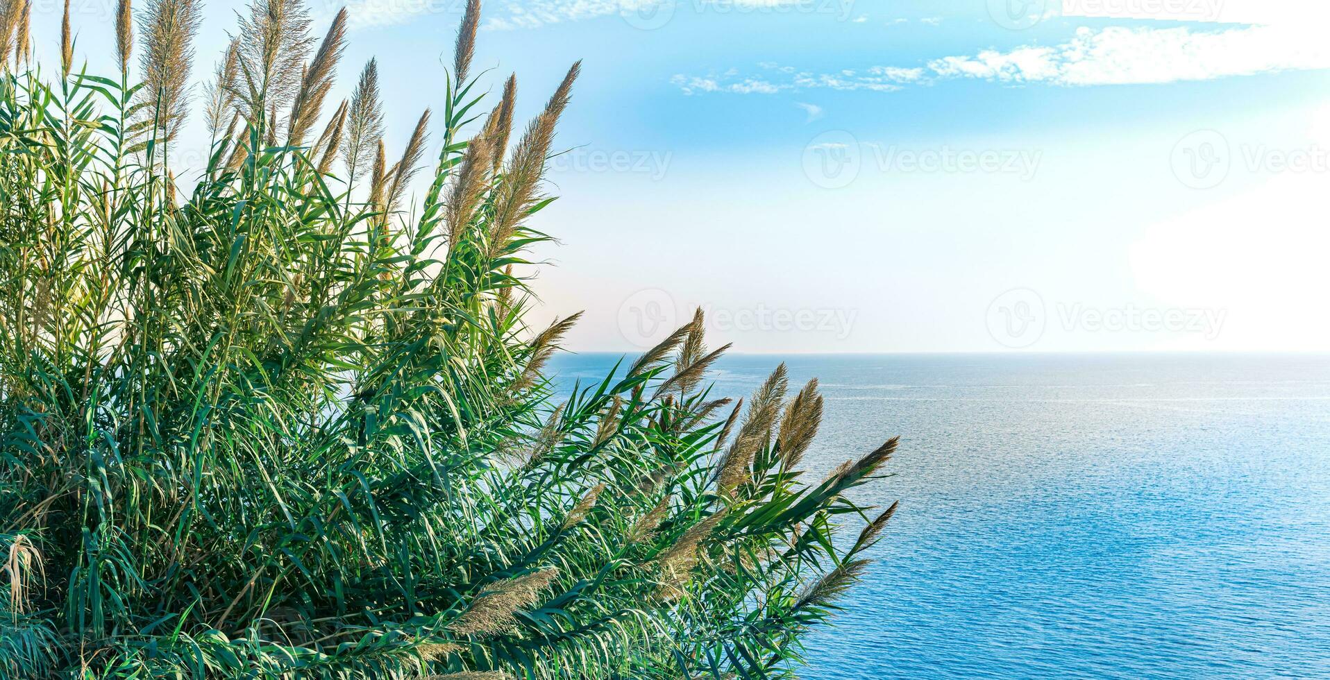 natural landscape with reeds growing on a cliff above the sea photo