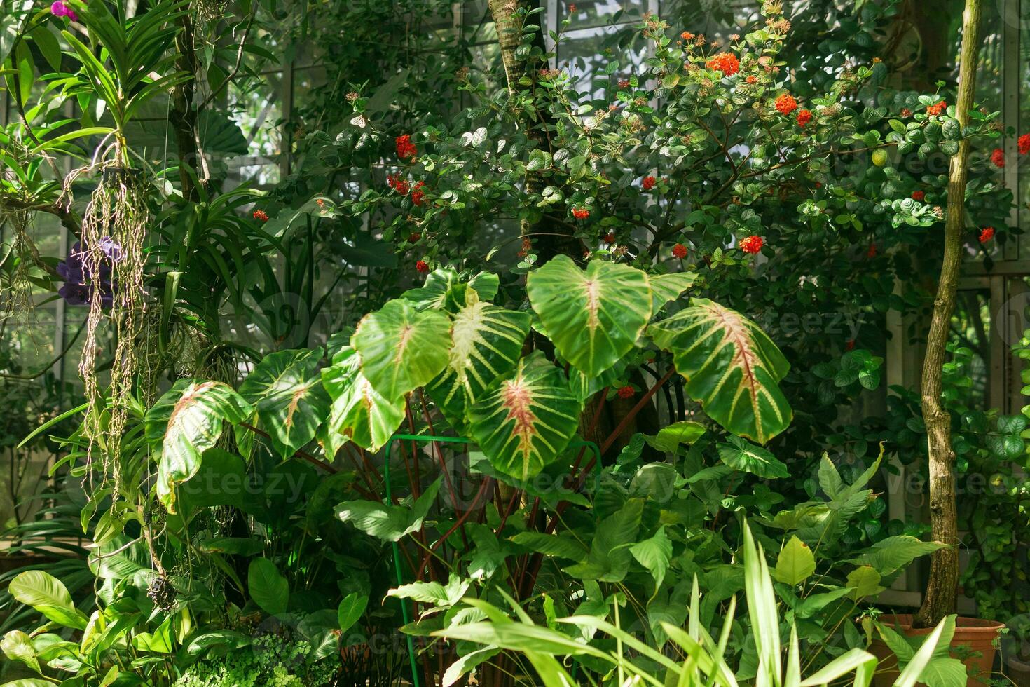 varios hermosa tropical plantas creciente en un invernadero foto
