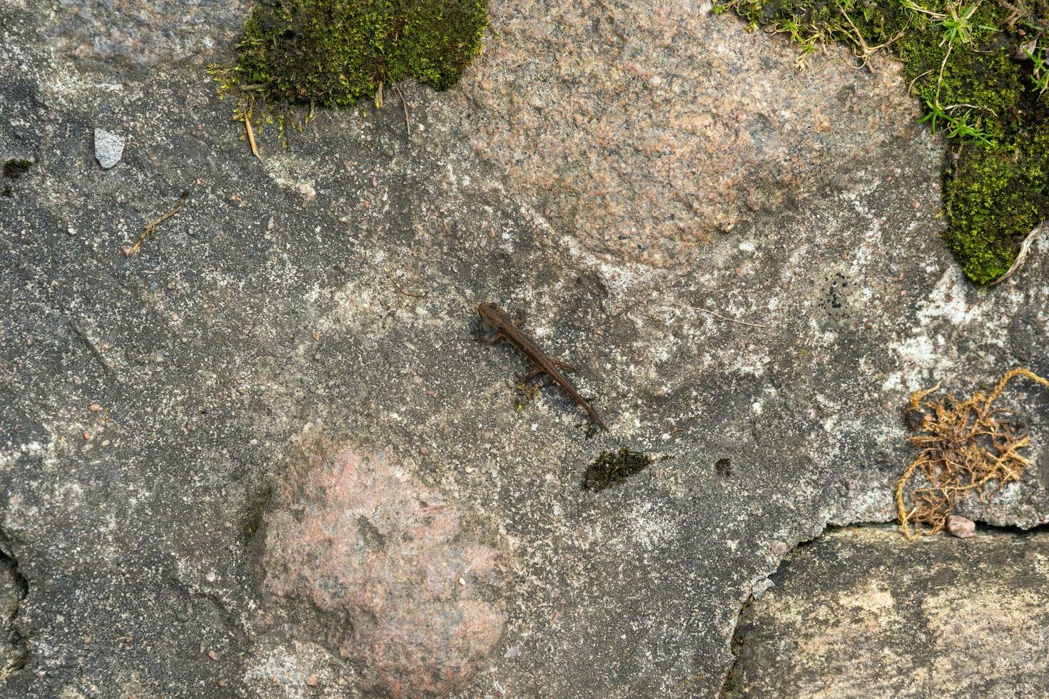 small newt crawled out onto a rock looking for shelter on land photo