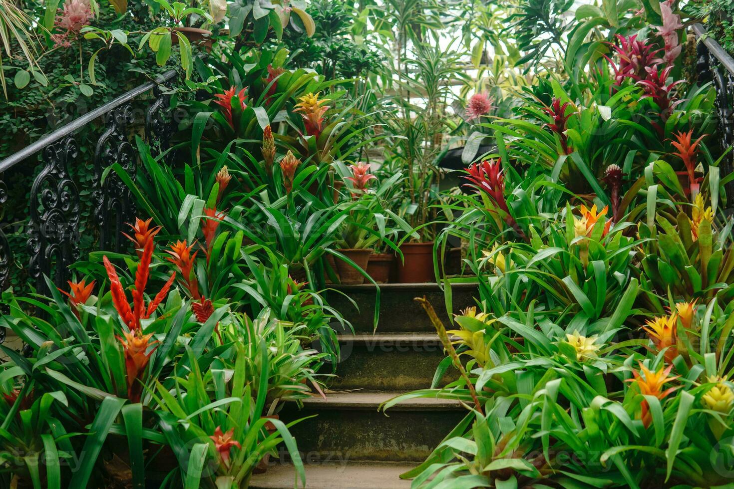 blooming bromeliads in pots on the steps of a vintage staircase among tropical plants in an old greenhouse photo