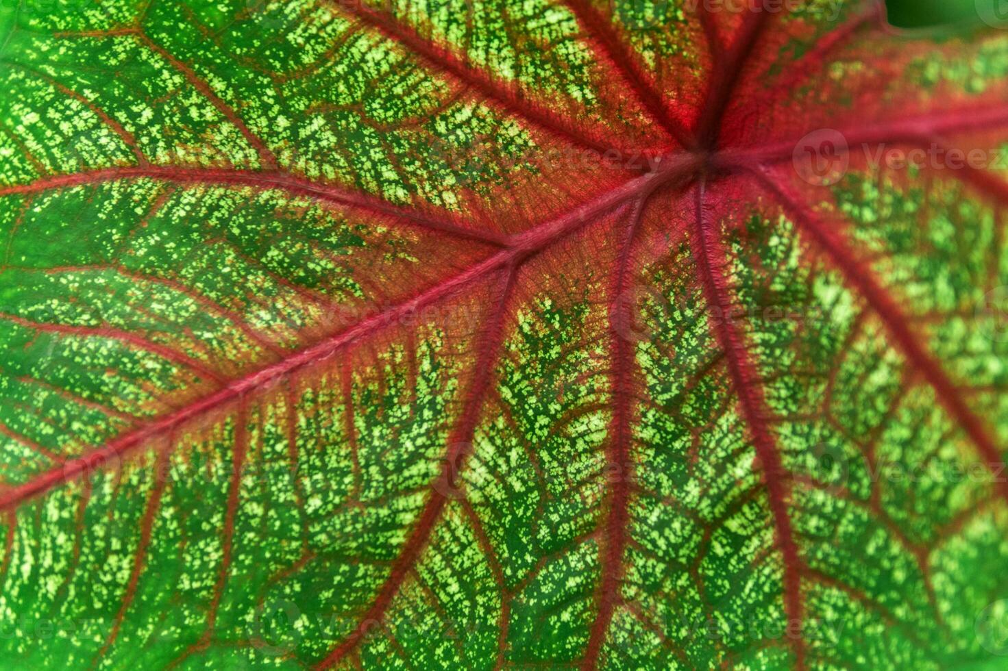 background, texture, colored leaf of caladium plant close-up photo