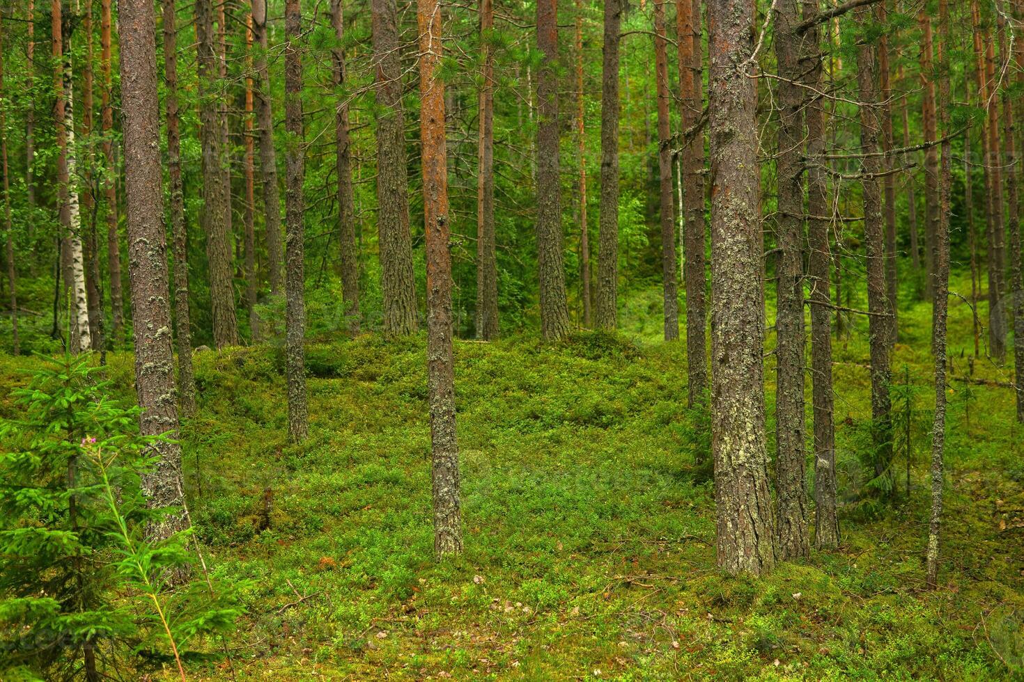 natural landscape, pine boreal forest with moss undergrowth, coniferous taiga photo