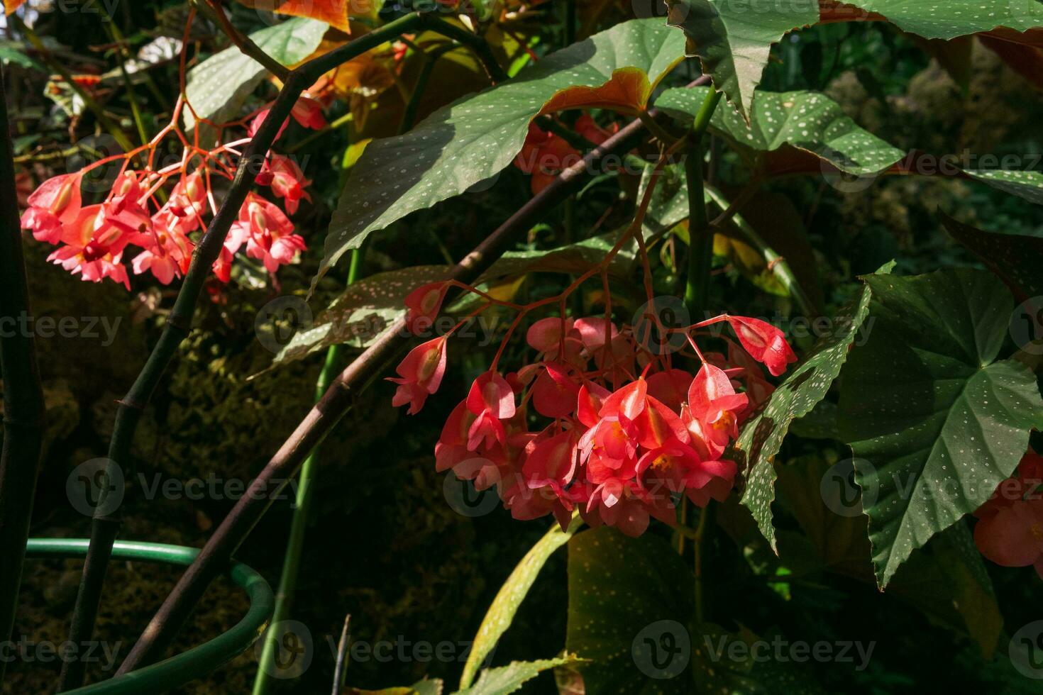 red begonia flowers on natural background photo