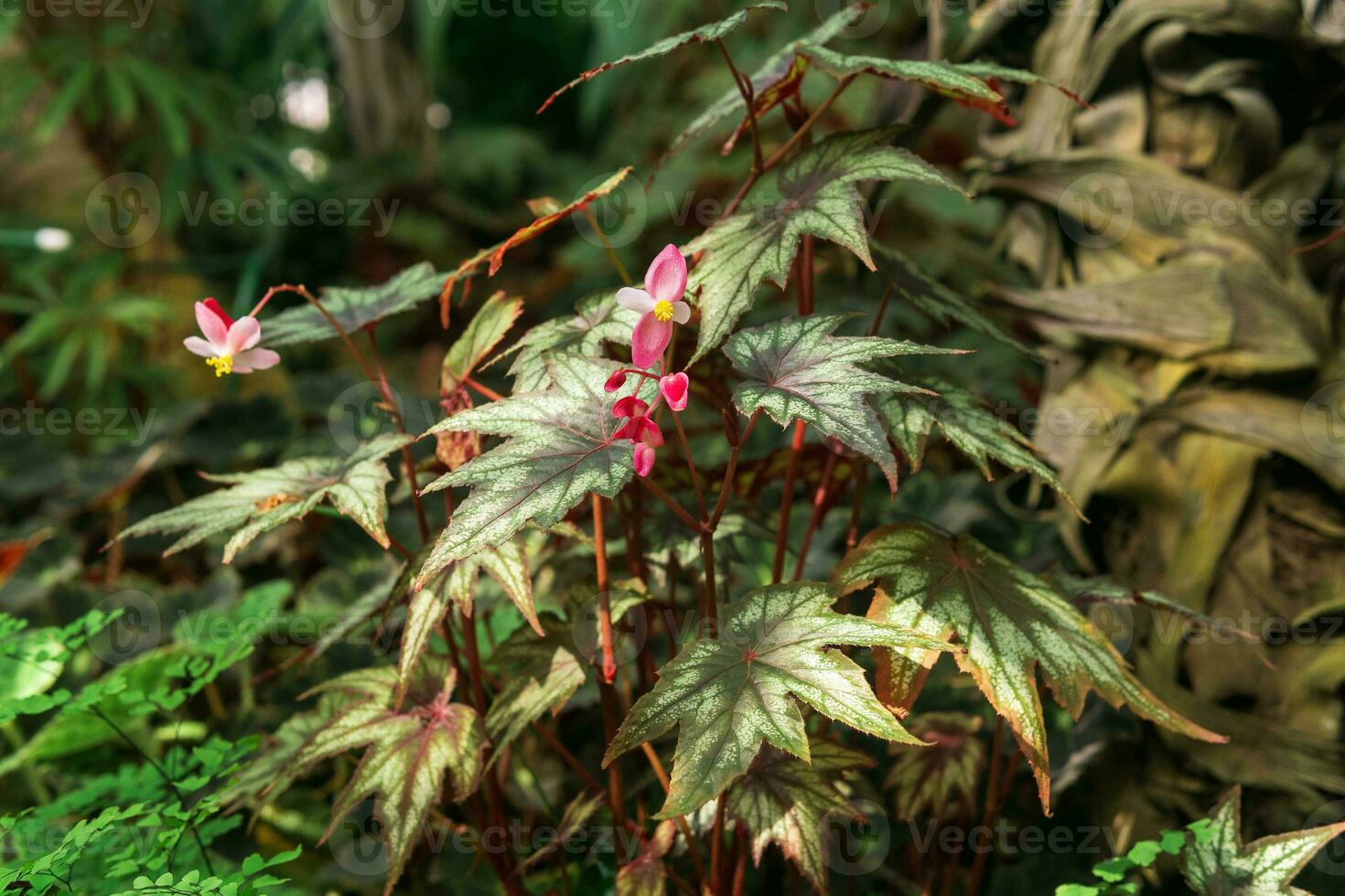 pink begonia flower on natural background photo