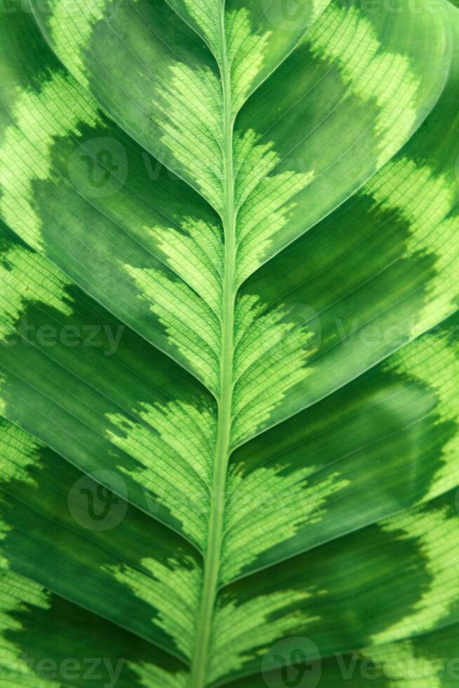 floral background with texture of calathea leaf photo