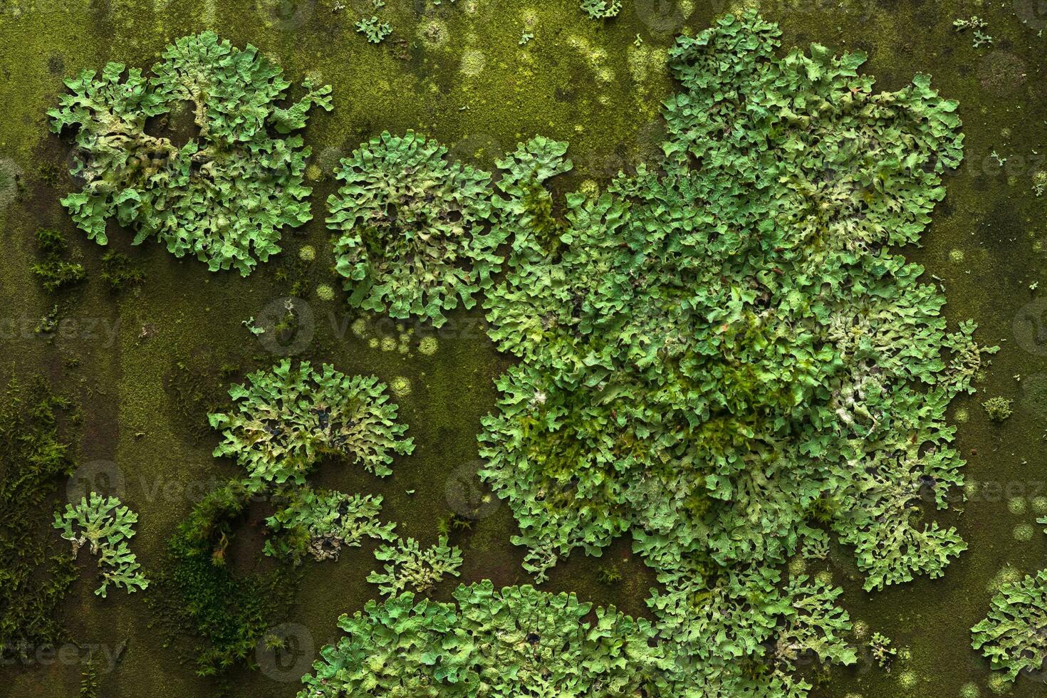 background, texture - surface covered with lichens and moss photo