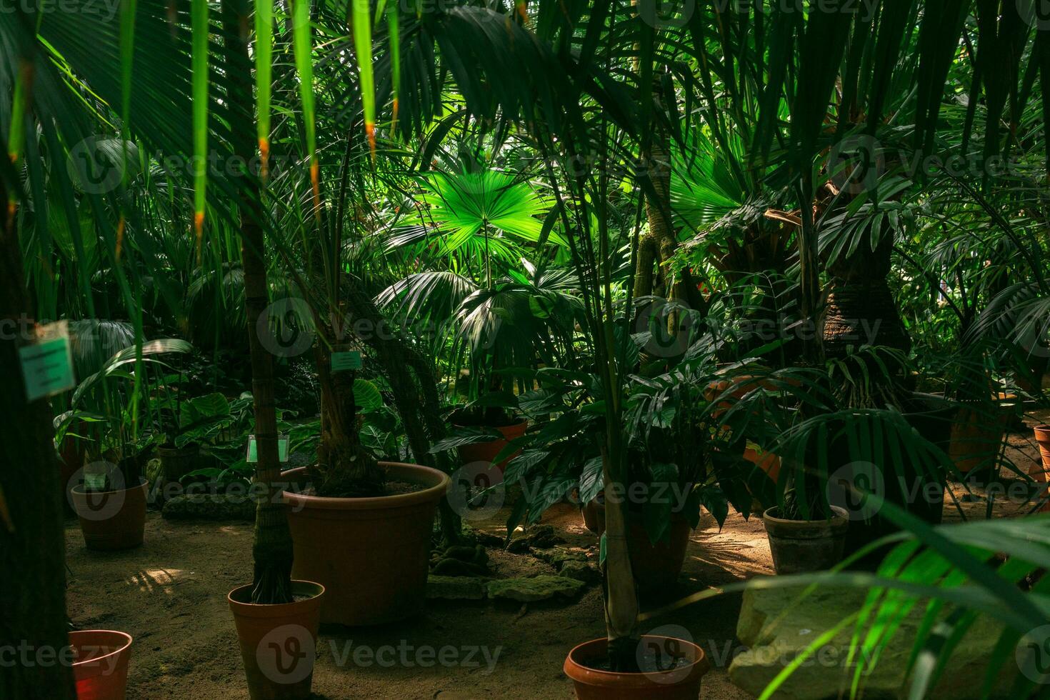 interior de un grande invernadero con diferente tropical plantas foto