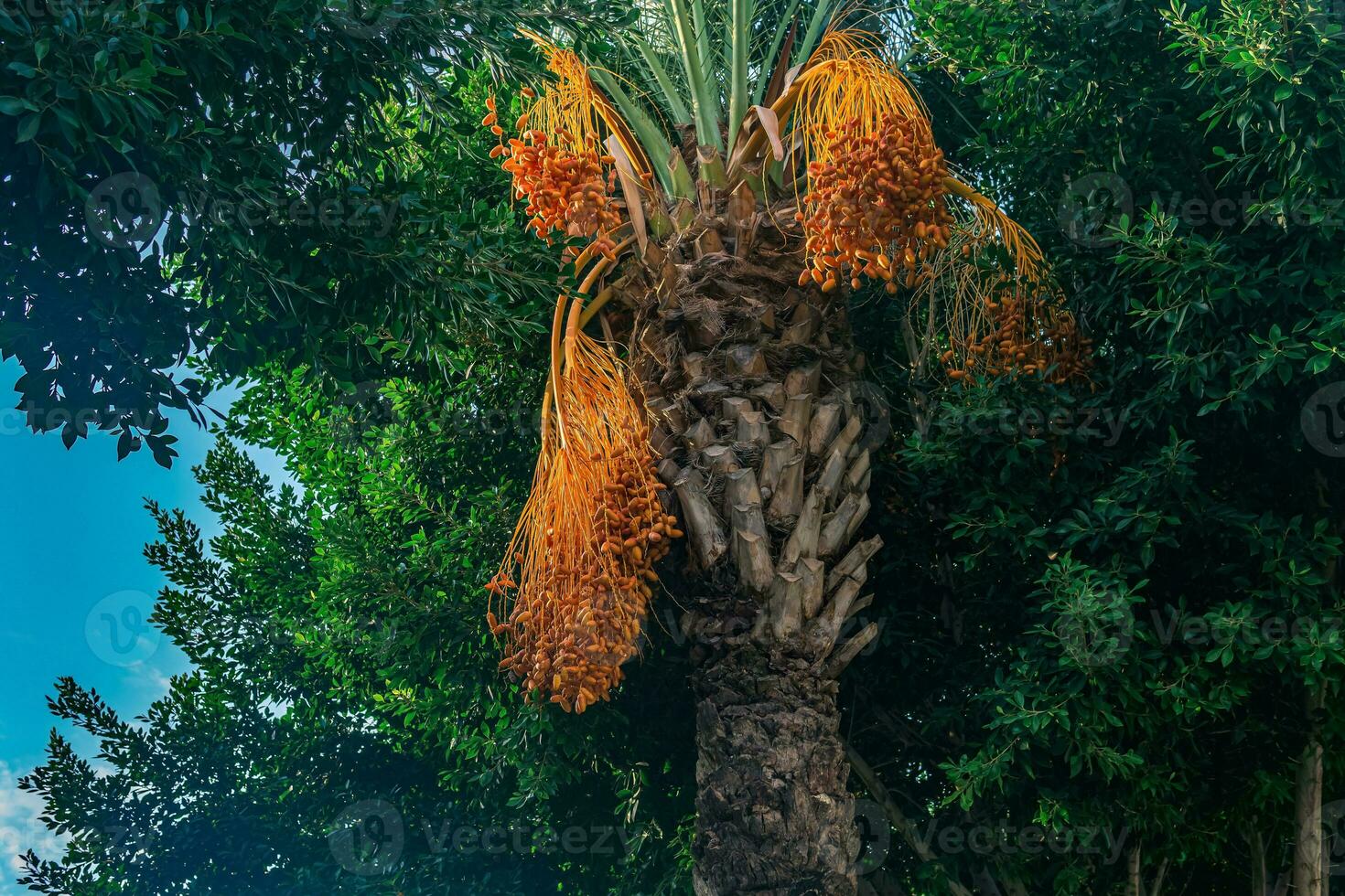 date palm with ripe orange fruits photo
