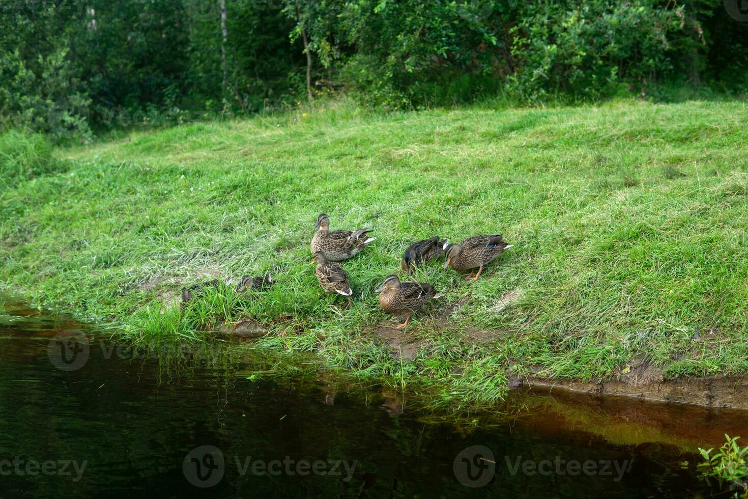 wild mallard ducks rest on the shore photo