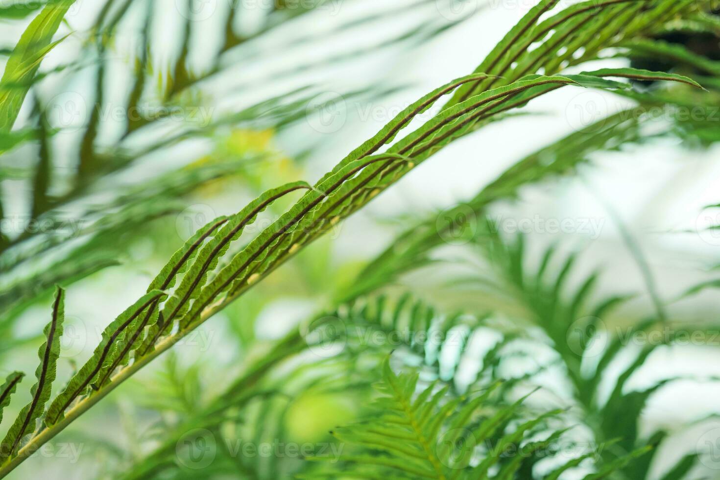 partially blurred floral background with fern leaf in the foreground photo