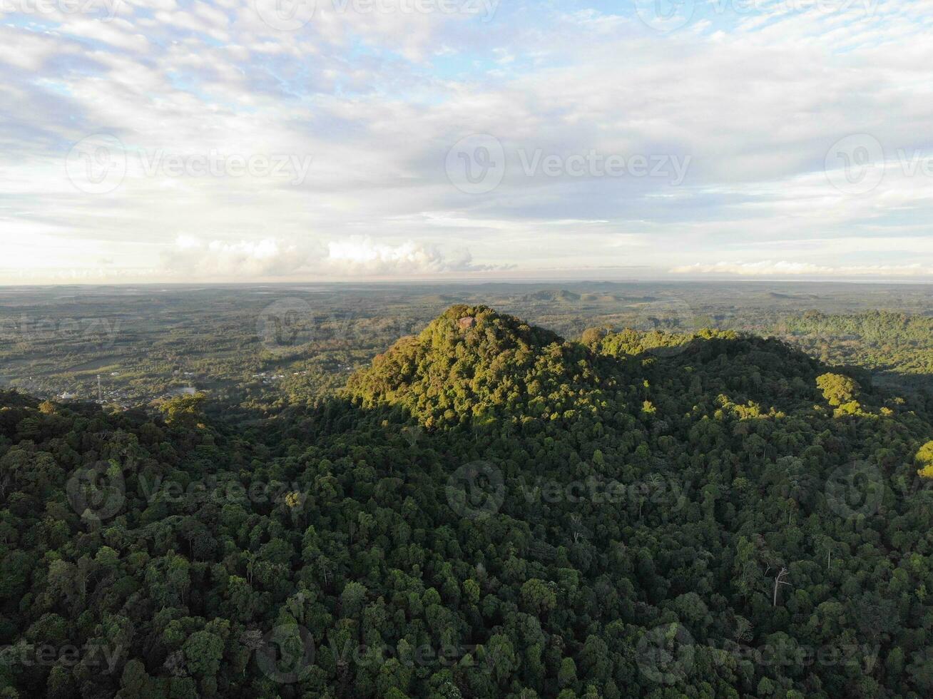 AI generated a forest with trees and a mountain in the background photo