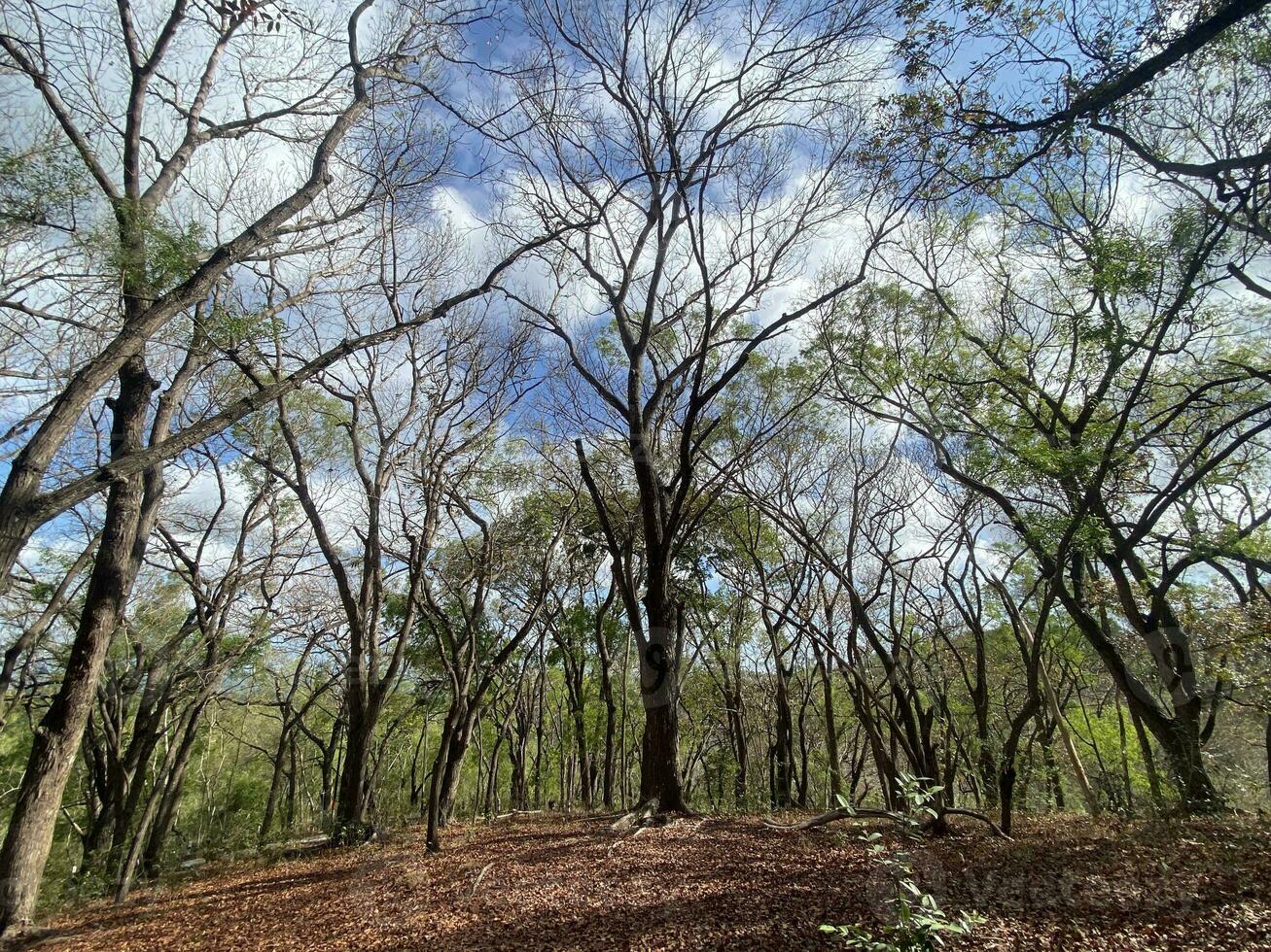 This is forest mahagoni in jogjakarta. In this forest many biodiversity and any old celemetery in here photo