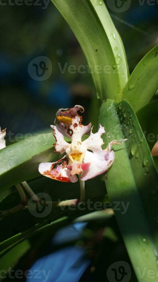 two orchids are sitting on top of each other photo