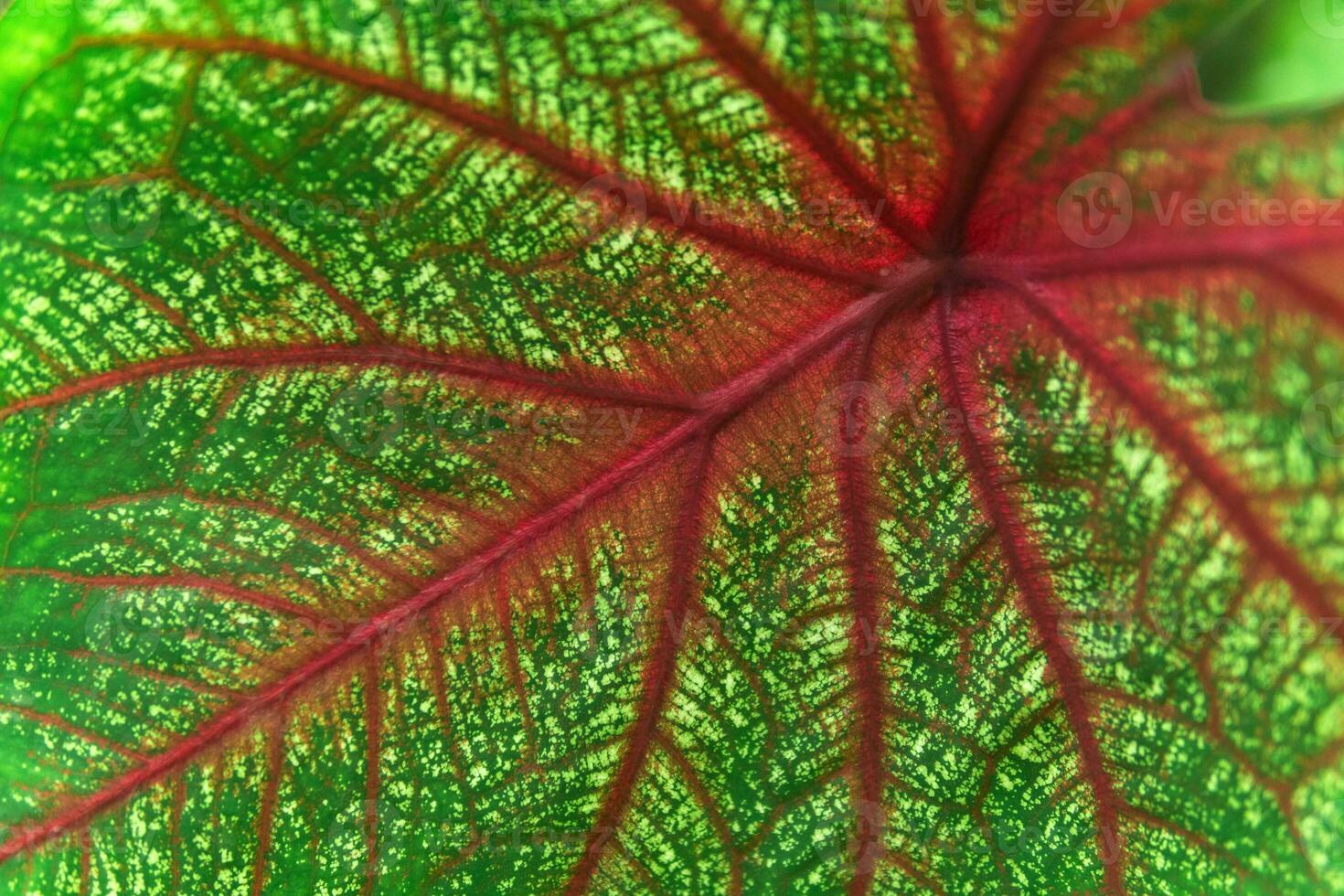 background, texture, colored leaf of caladium plant close-up photo