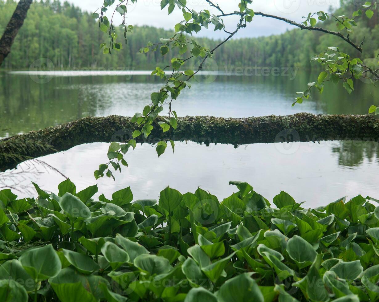 view from the wood thicket to the shore of the forest lake photo