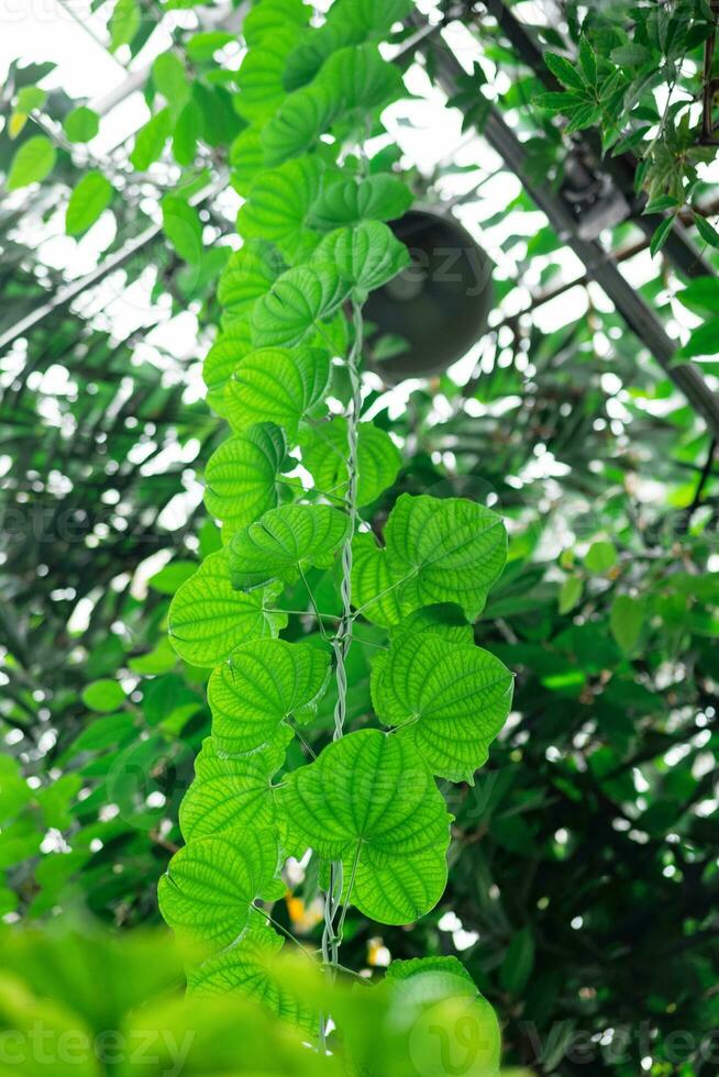 climbing plant in the interior of a large greenhouse photo