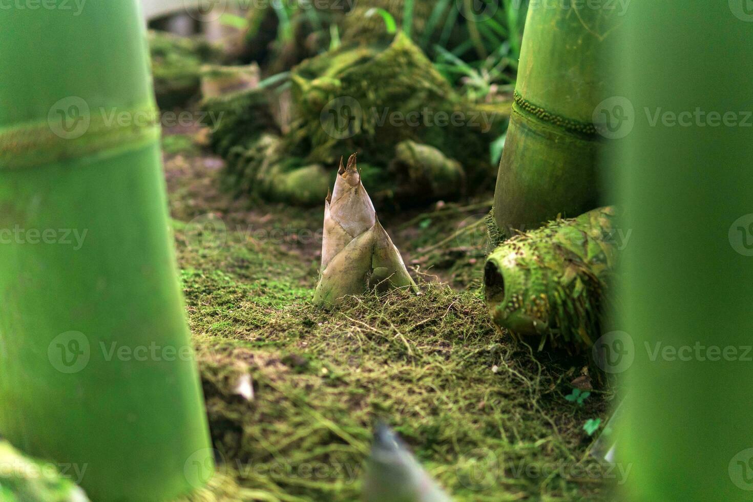 bamboo sprout emerging from the groung among large bamboo stalks photo