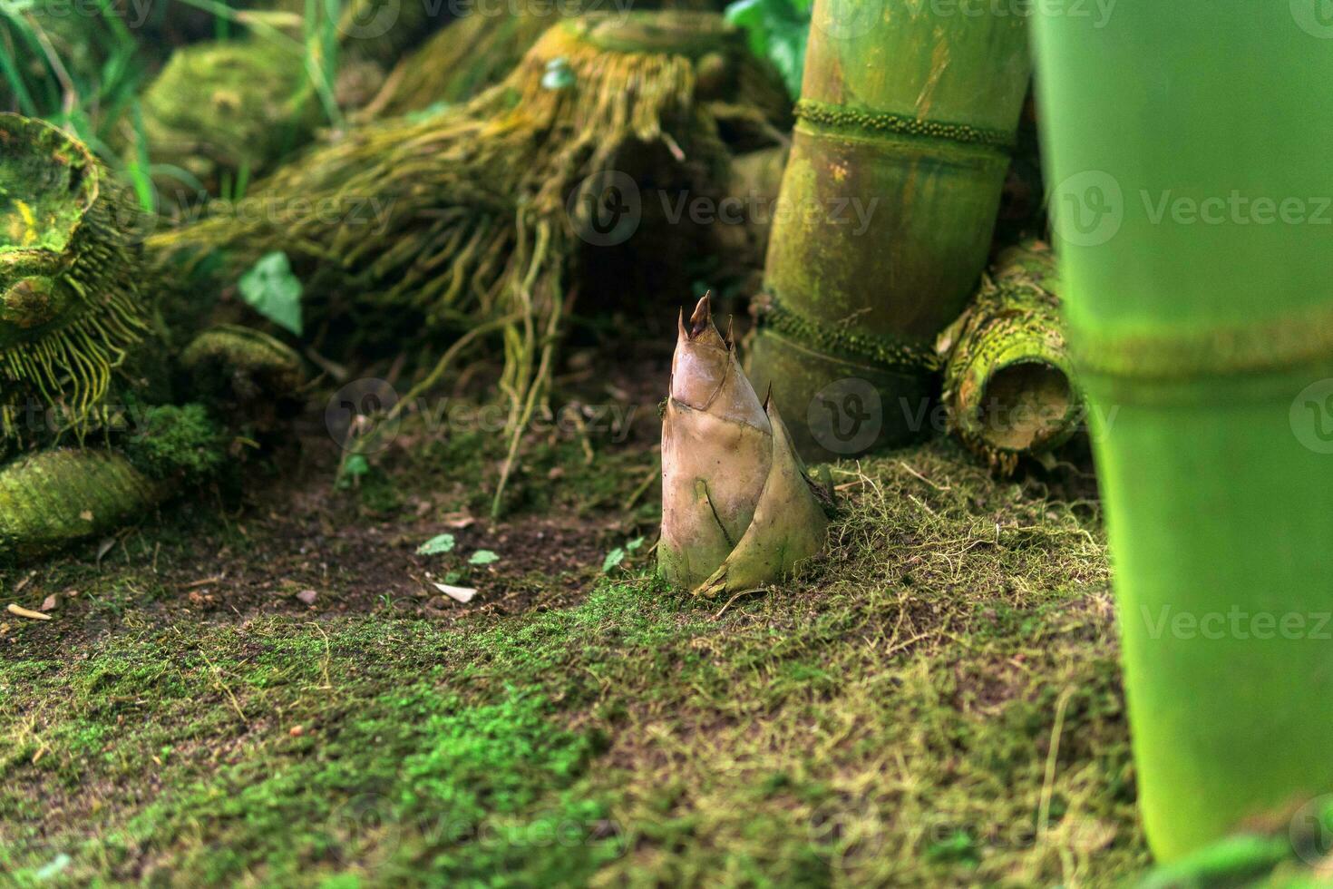 bamboo sprout emerging from the groung among large bamboo stalks photo