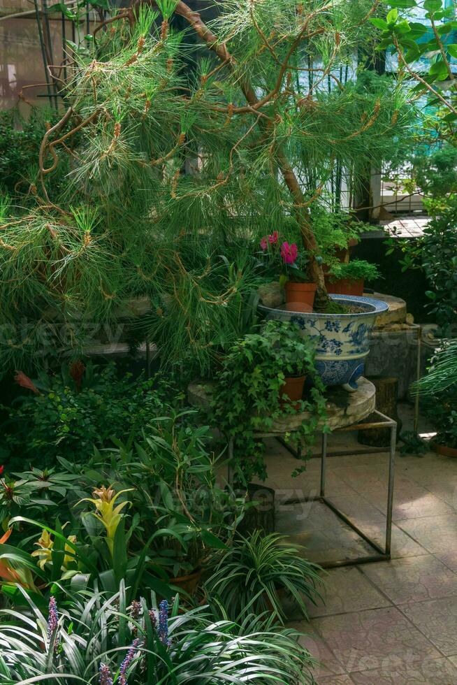 diferente tropical plantas en un antiguo invernadero foto
