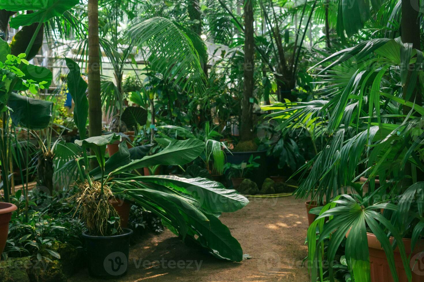 interior de un grande invernadero con palma arboles y otro tropical plantas foto