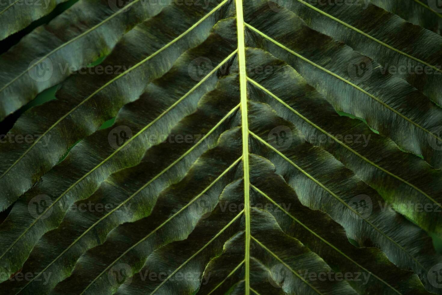 partially blurred floral background with texture of fern leaf photo