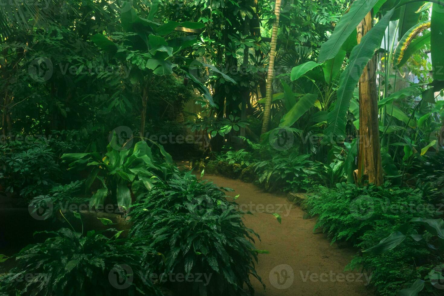 interior de un grande invernadero con muchos tropical plantas foto