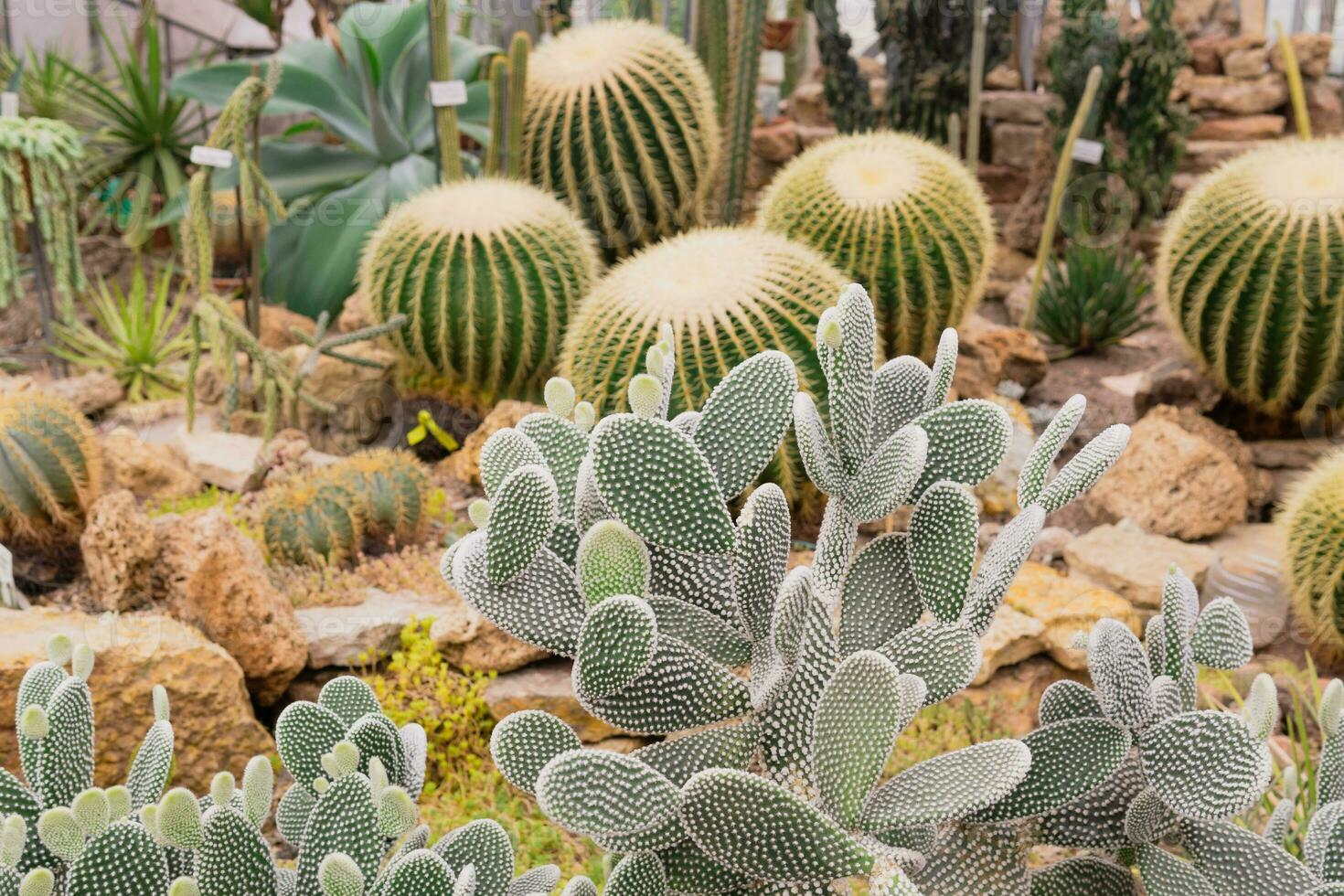 opuntia or prickly pear cactus on a background of a large collection of succulents in the greenhouse of the botanical garden photo