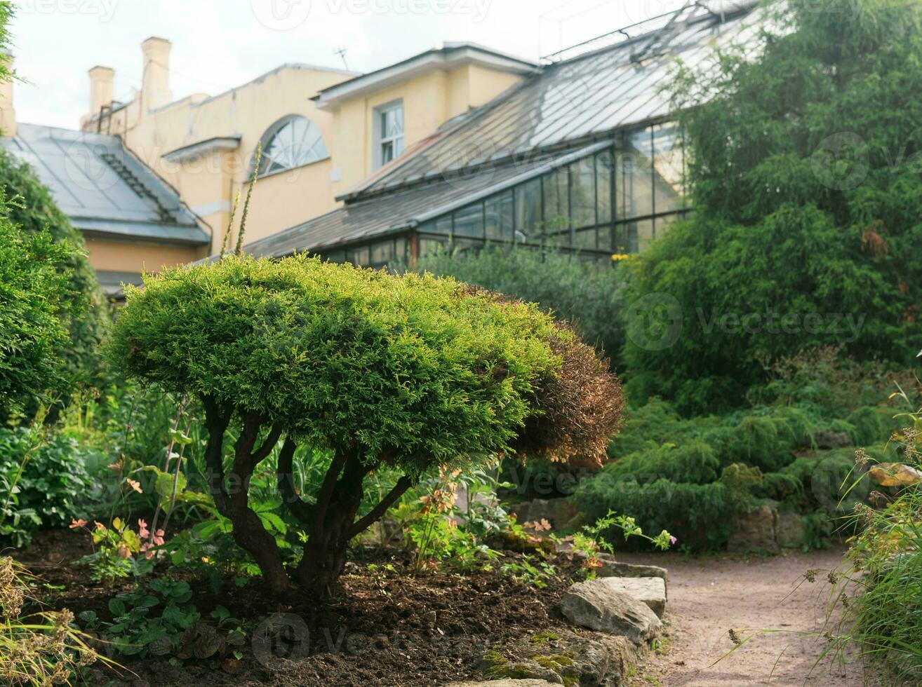 exótico plantas en el botánico jardín con antiguo invernadero en el antecedentes foto