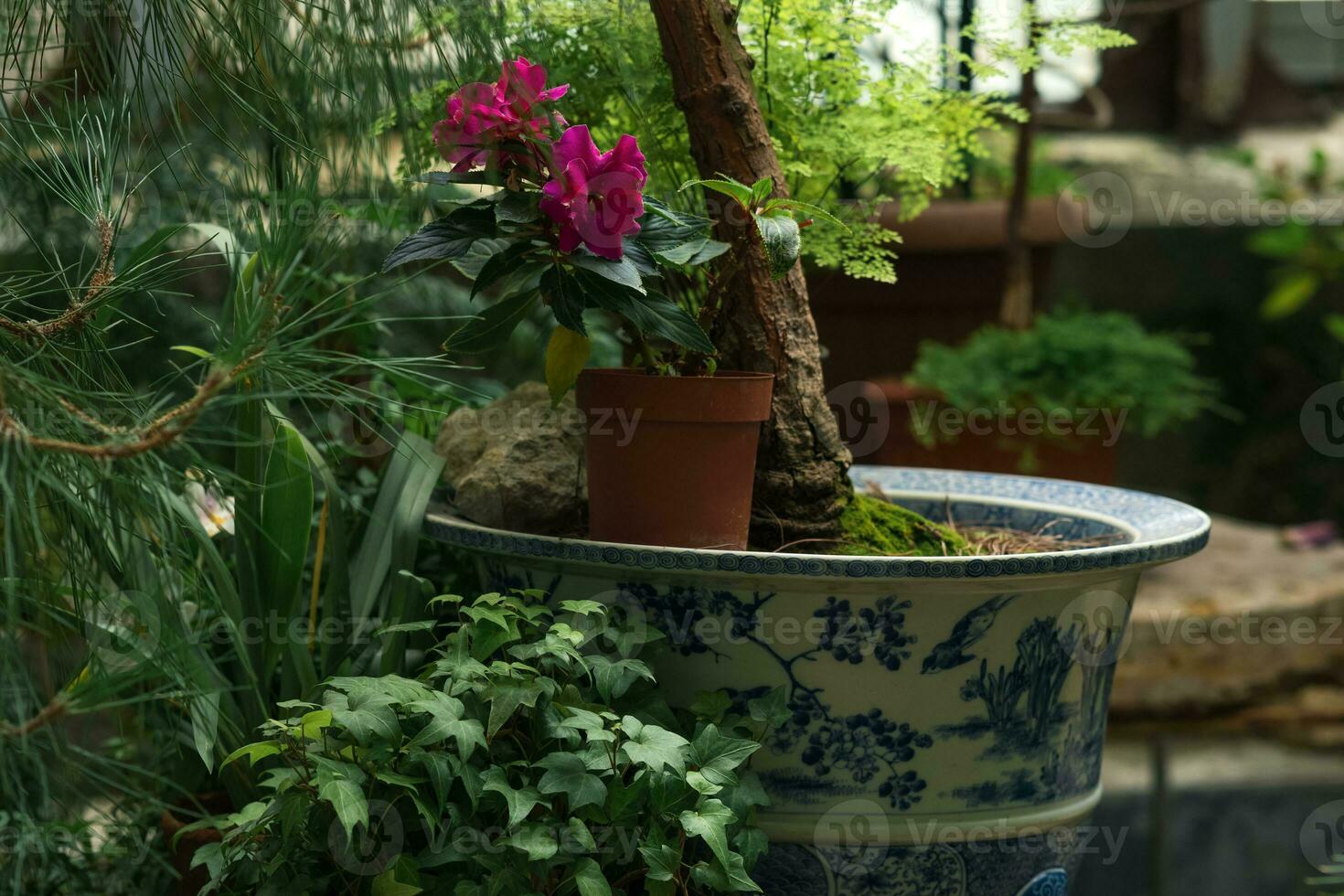 different tropical plants in an old greenhouse photo