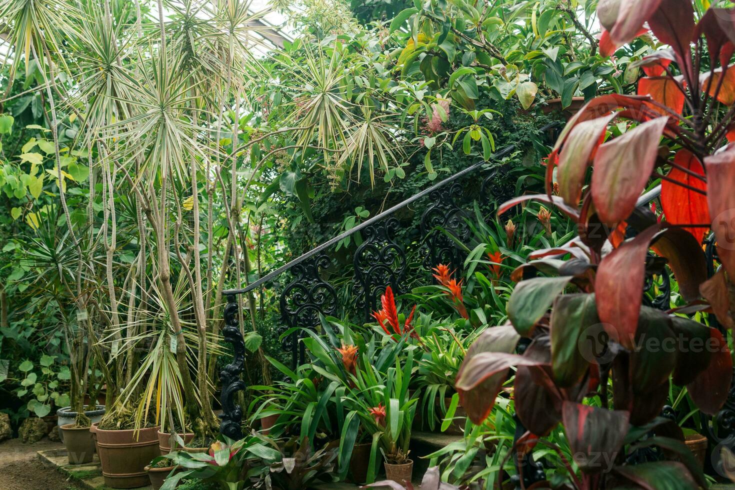 blooming bromeliads in pots on the steps of a vintage staircase among tropical plants in an old greenhouse photo