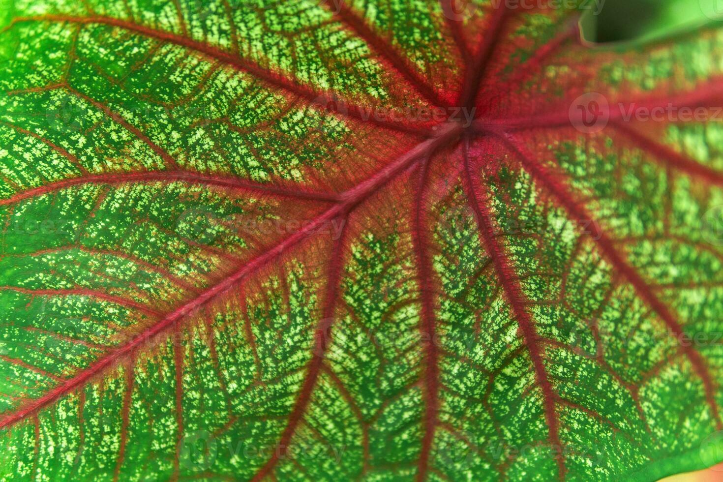 background, texture, colored leaf of caladium plant close-up photo