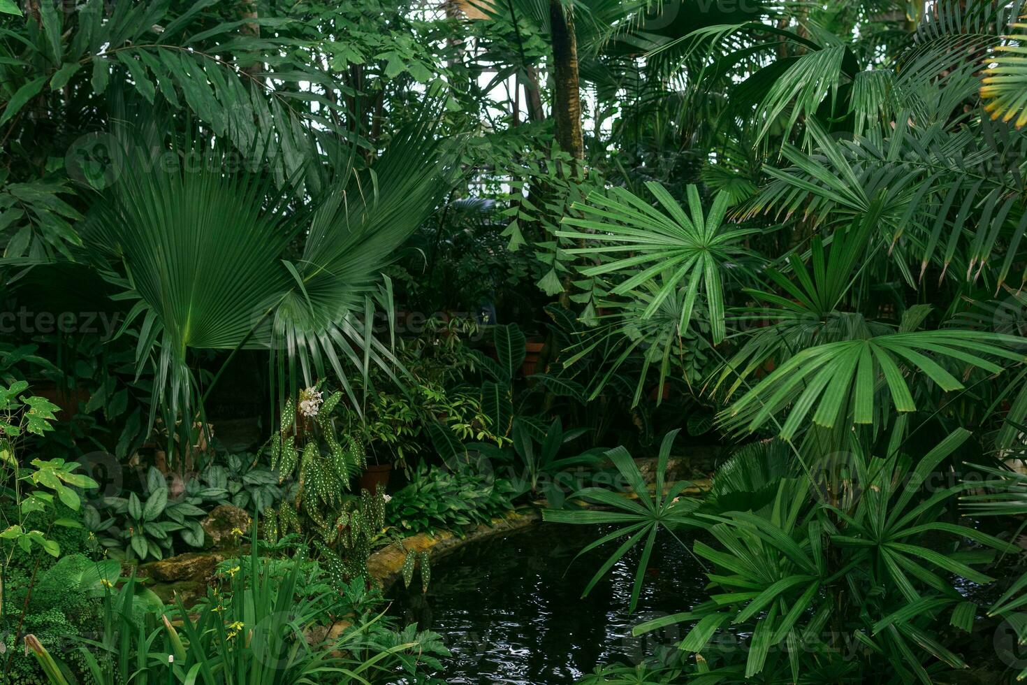 tropical plants over a pond in the interior of a large greenhouse photo