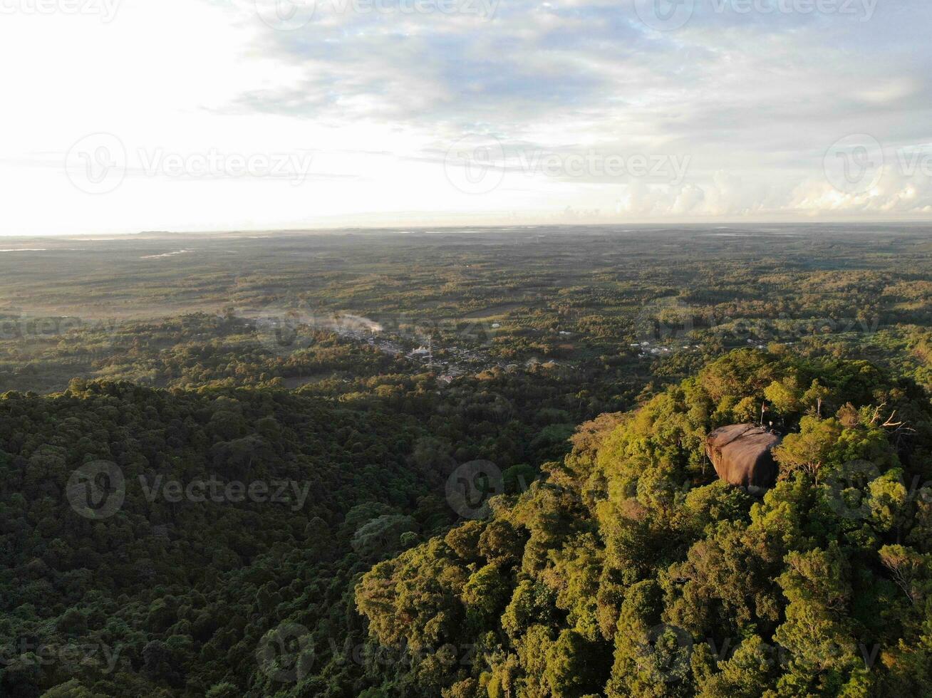 AI generated a forest with trees and a mountain in the background photo