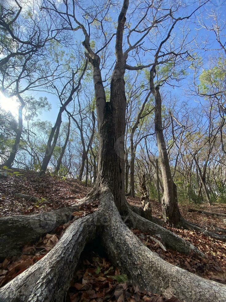 This is forest mahagoni in jogjakarta. In this forest many biodiversity and any old celemetery in here photo