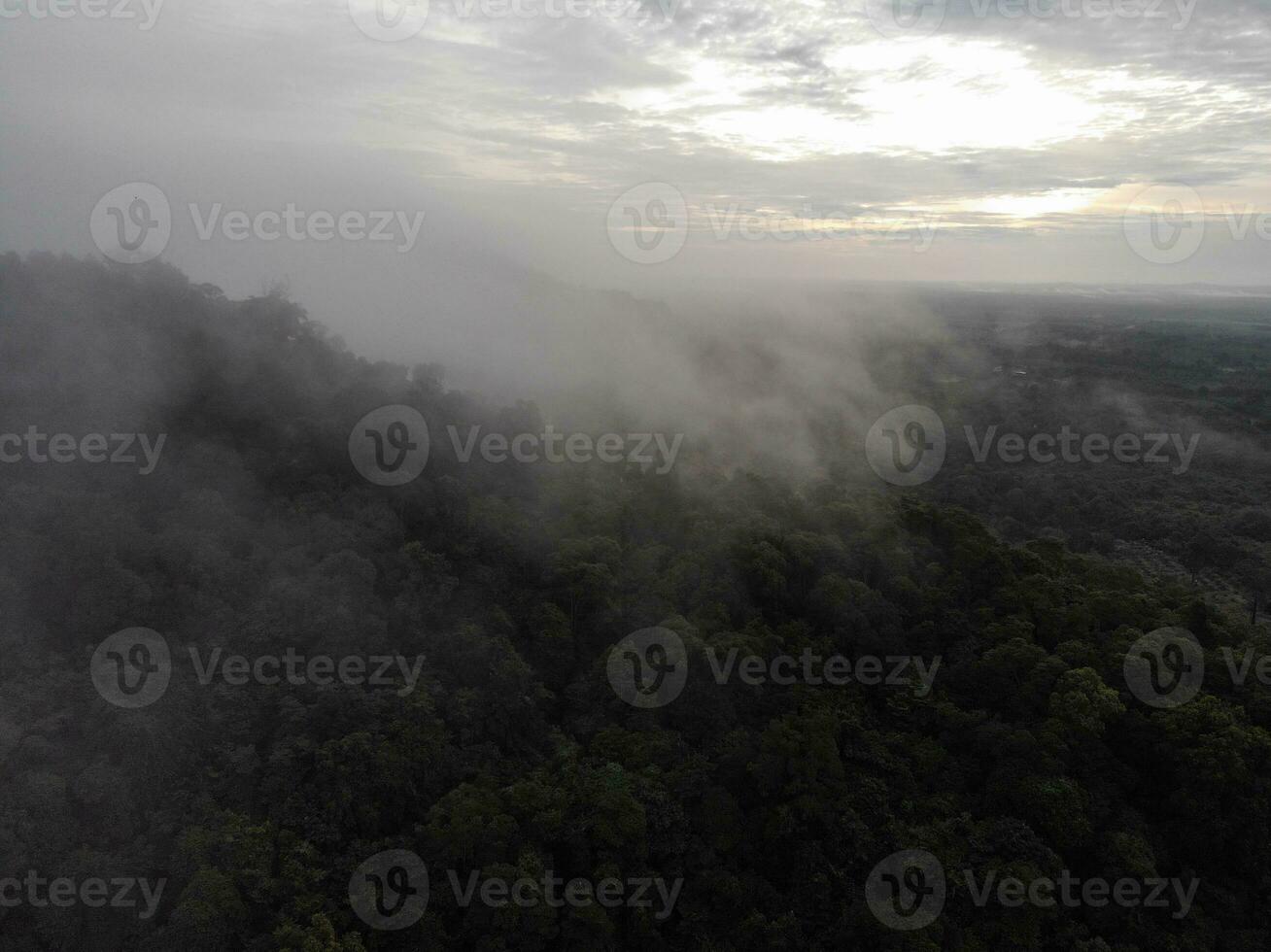 AI generated a forest with trees and a mountain in the background photo