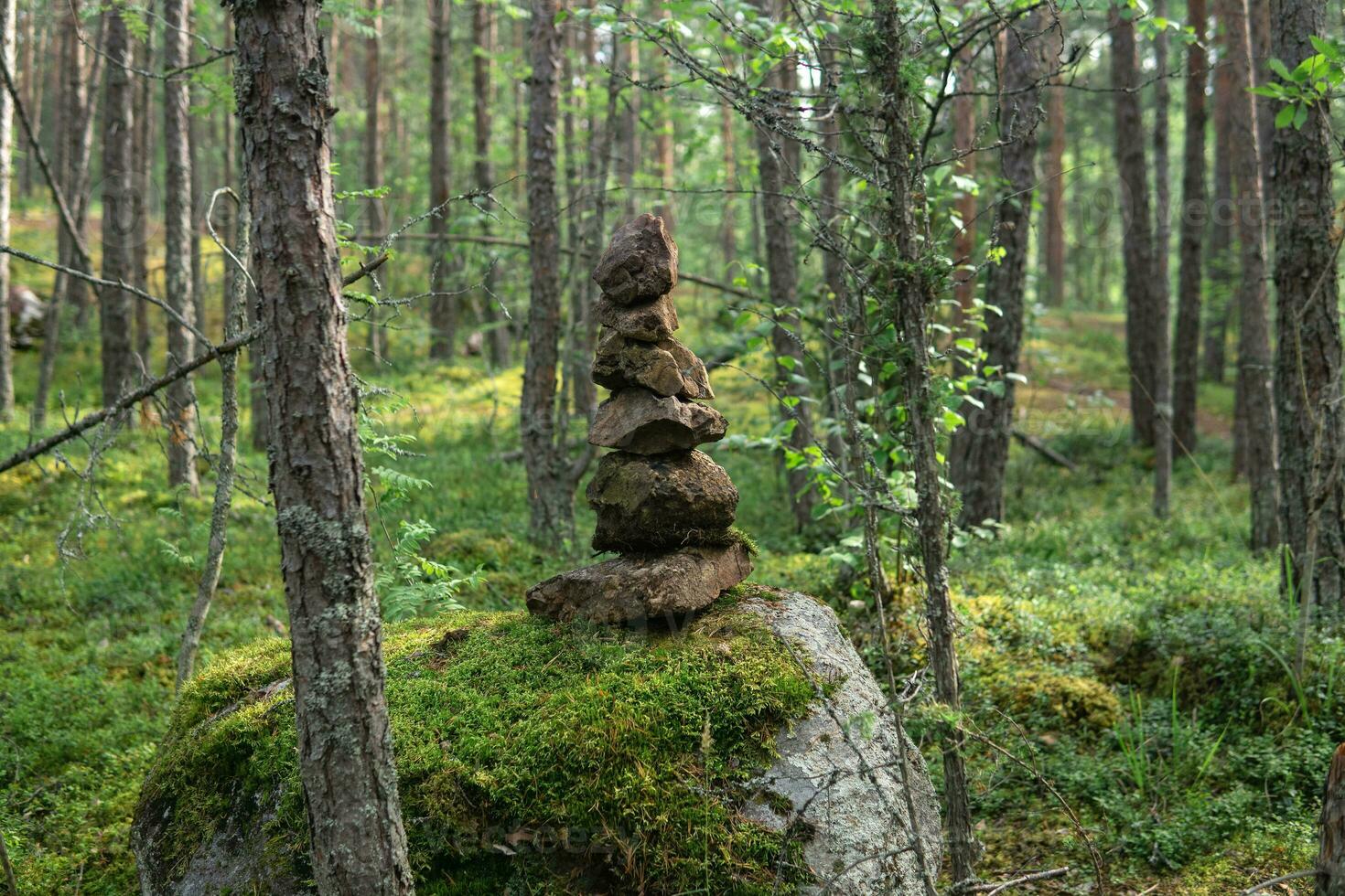 small cairn, a pyramid of stones in a coniferous forest photo