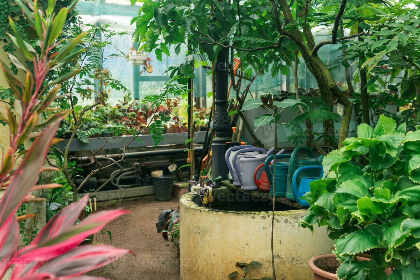 interior of a large greenhouse with a collection of tropical plants ang garden equipment photo