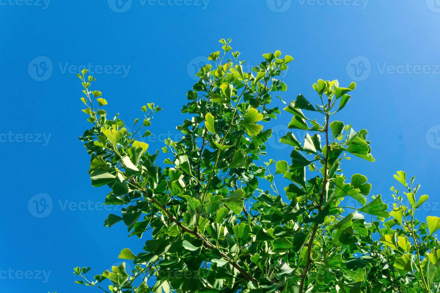 ginkgo tree branches with green leaves against the blue sky photo