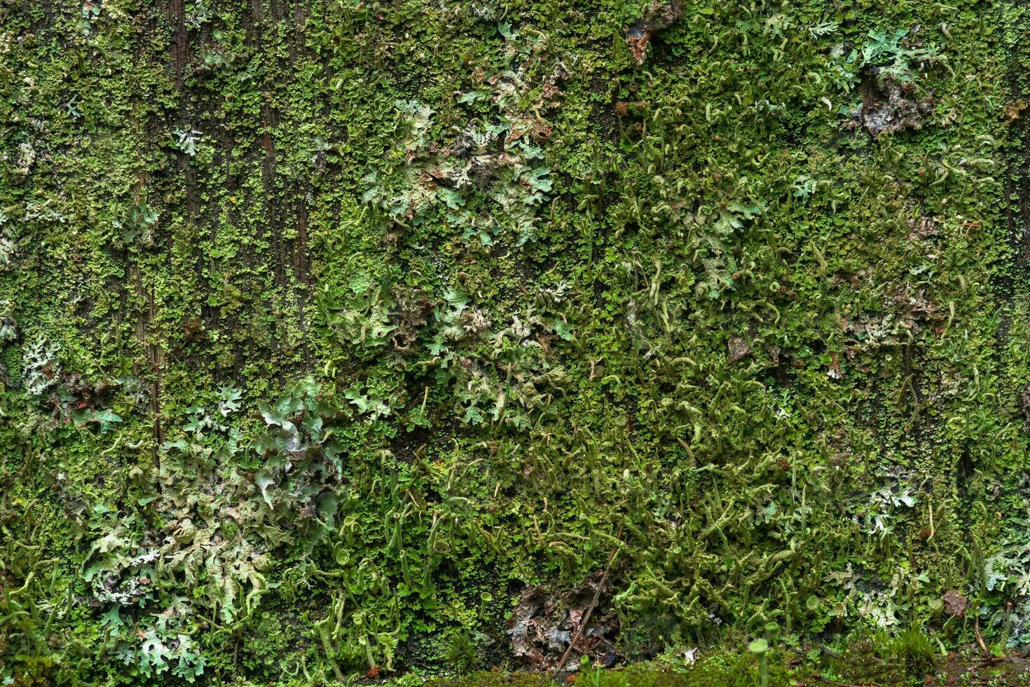 background, texture - surface completely covered with lichens and moss photo