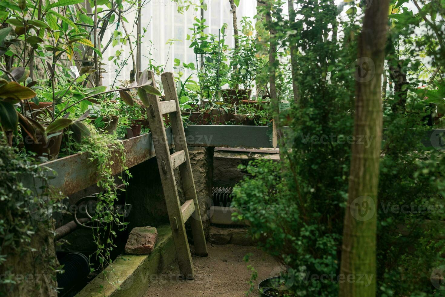 interior de un grande invernadero con un colección de tropical plantas ang equipo foto