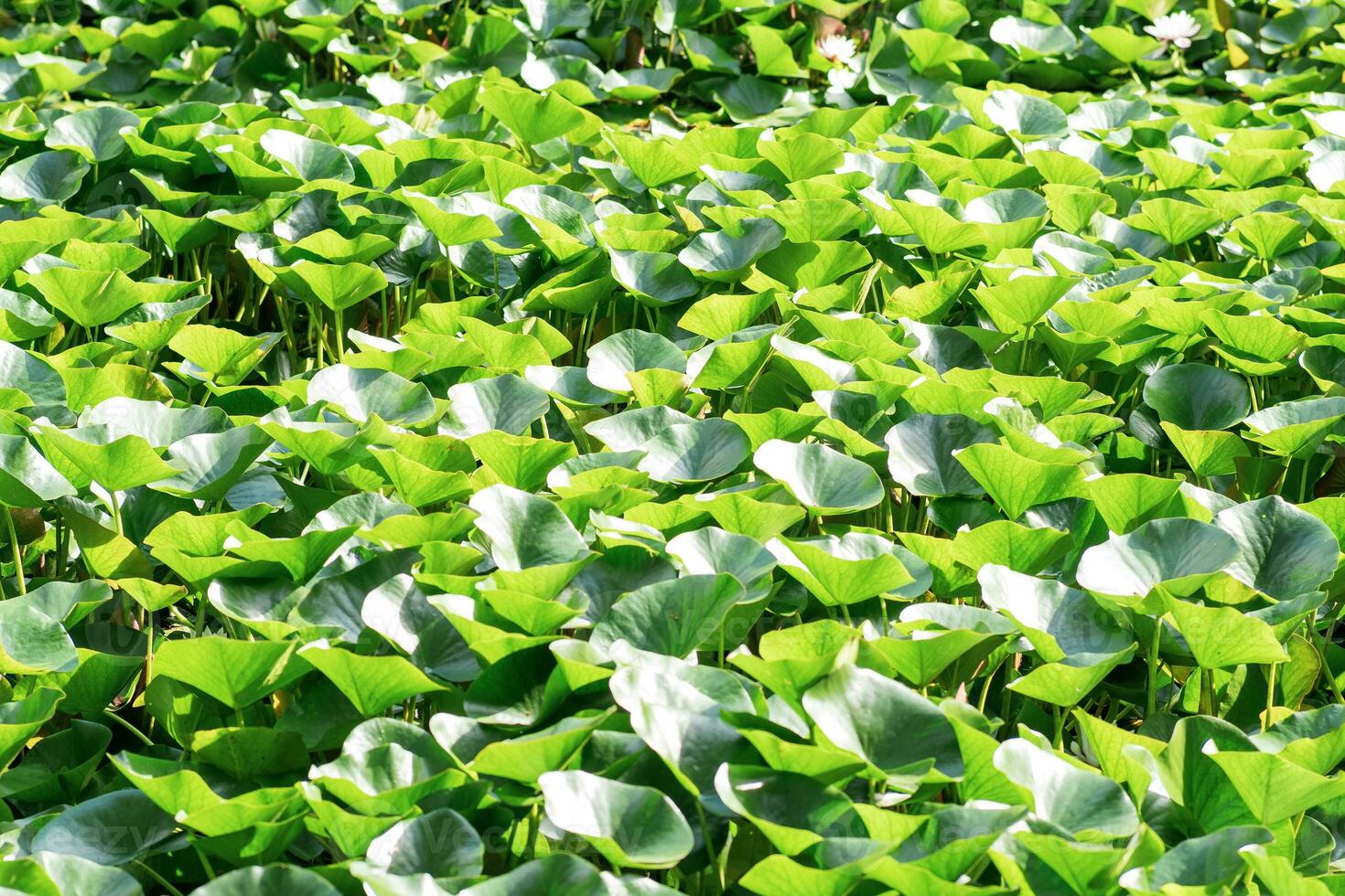 landscape lotus leaves completely cover the surface of the water photo