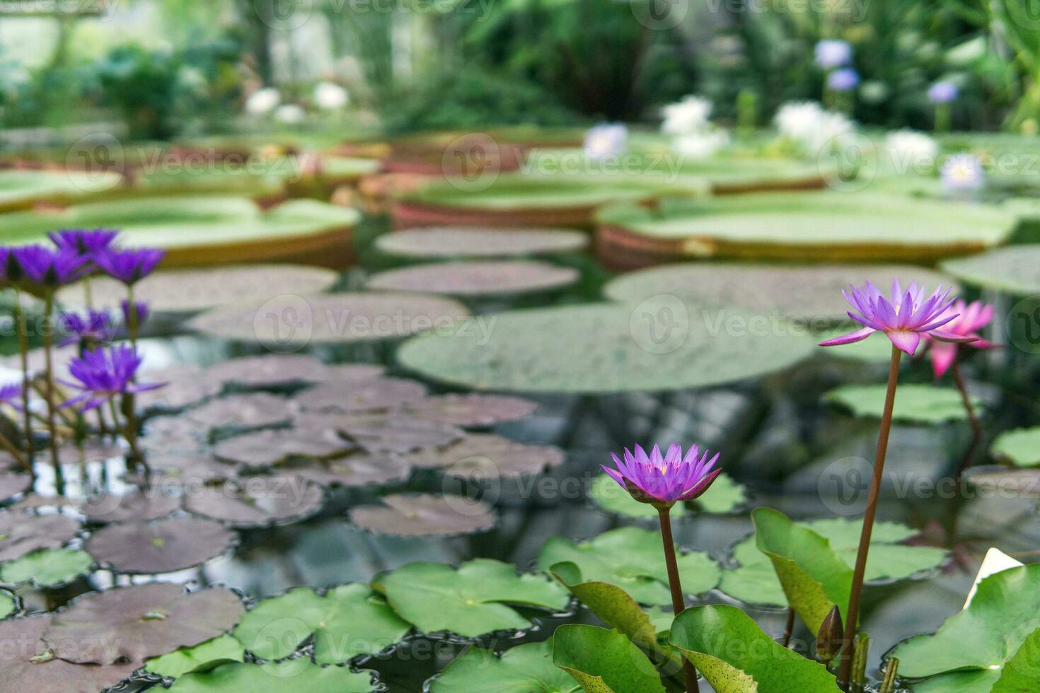 purple flowers of a tropical water lily in natural habitat photo