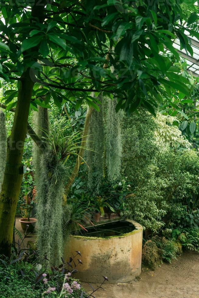 interior of a large greenhouse with a collection of tropical plants photo