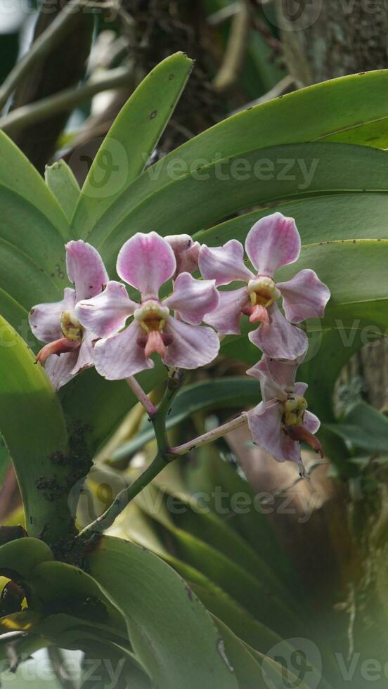 a close up of a purple orchid flower. t Vanda foetida J.J.S is an endemic orchid in Sumatra which first described in 1906 by J.J. Smith. was first found in Palembang, South Sumatra. photo