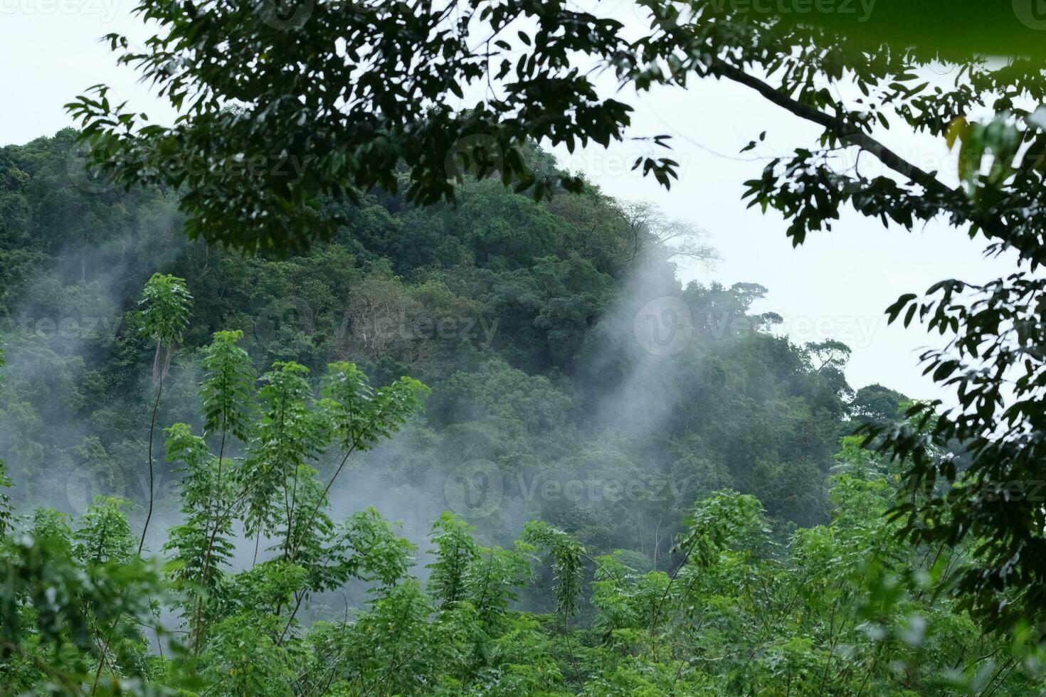 AI generated a forest with trees and a mountain in the background photo