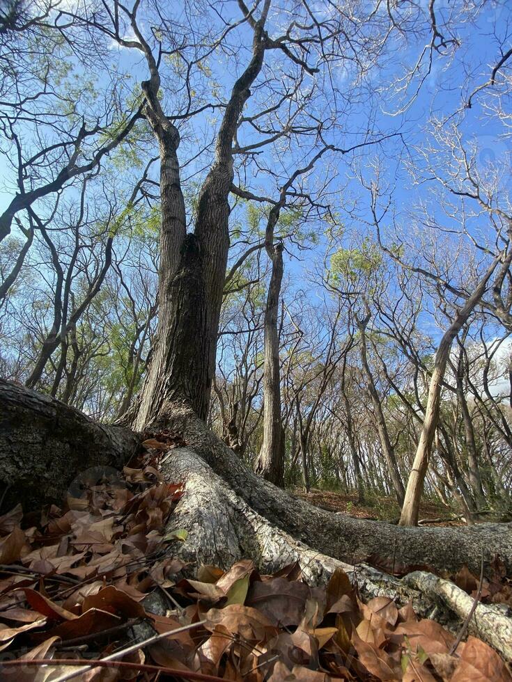 This is forest mahagoni in jogjakarta. In this forest many biodiversity and any old celemetery in here photo