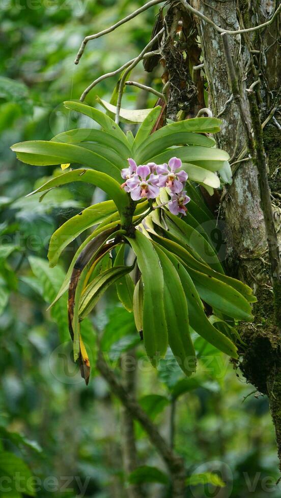 a close up of a purple orchid flower. t Vanda foetida J.J.S is an endemic orchid in Sumatra which first described in 1906 by J.J. Smith. was first found in Palembang, South Sumatra. photo