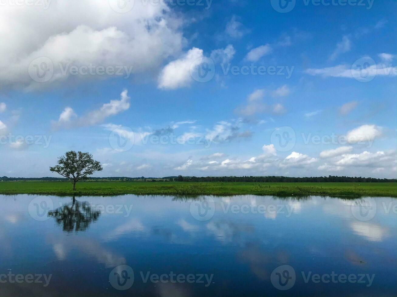 a peatland of sumatra rain forest photo