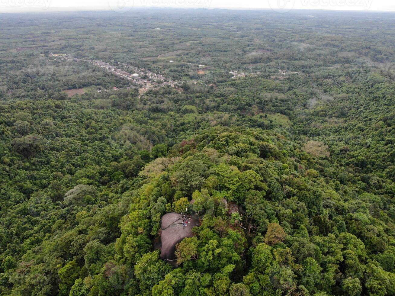 AI generated a forest with trees and a mountain in the background photo