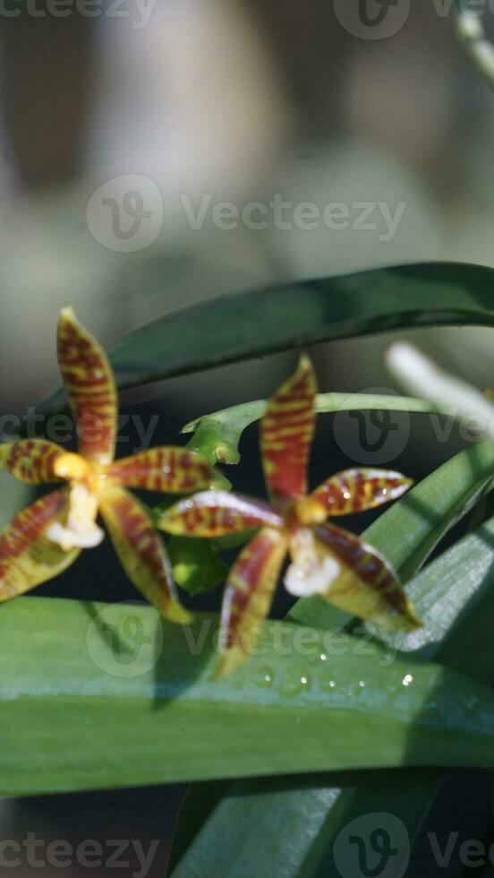 two orchids are sitting on top of each other photo